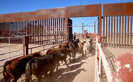 Suspenden exportación de ganado a EU por la frontera de Nogales, Sonora; fueron detectadas llagas en un animal