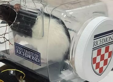 Video. Ratas aprenden a conducir con tal de conseguir comida