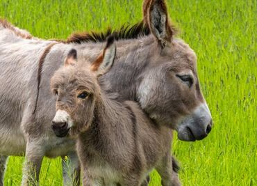 Cómo los burros cambiaron el curso de la historia de la humanidad