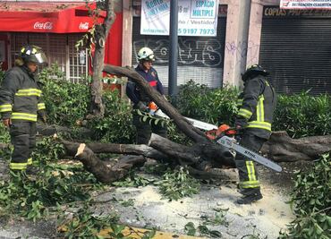 Bomberos trabajan para retirar árbol caído en el Centro de la CDMX