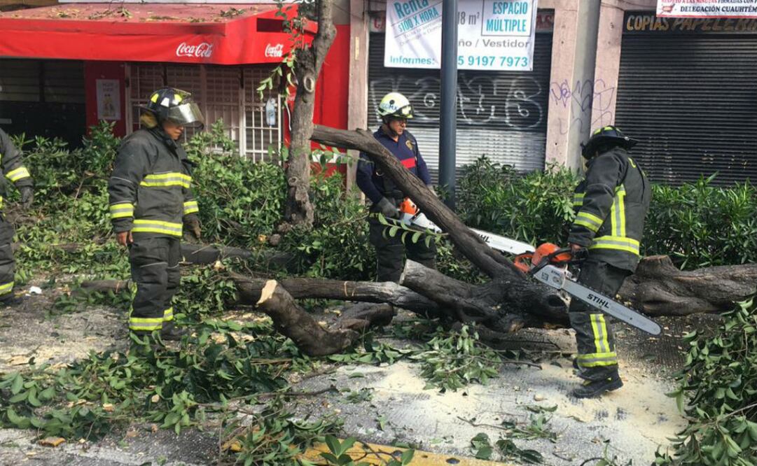 Bomberos trabajan en el corte del árbol sobre Ayuntamiento y Bucareli Col. Centro. FOTO: @ciemergencias