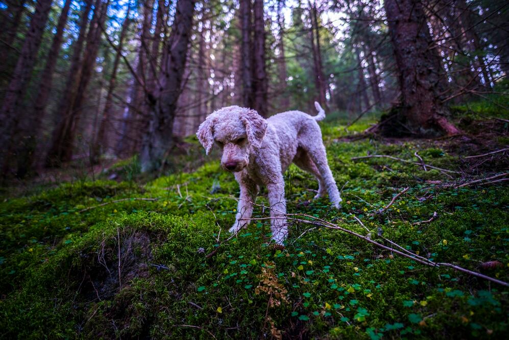 Hay gente dedicada al robo de estos perros y para venderlos en el mercado negro. Foto: Istock