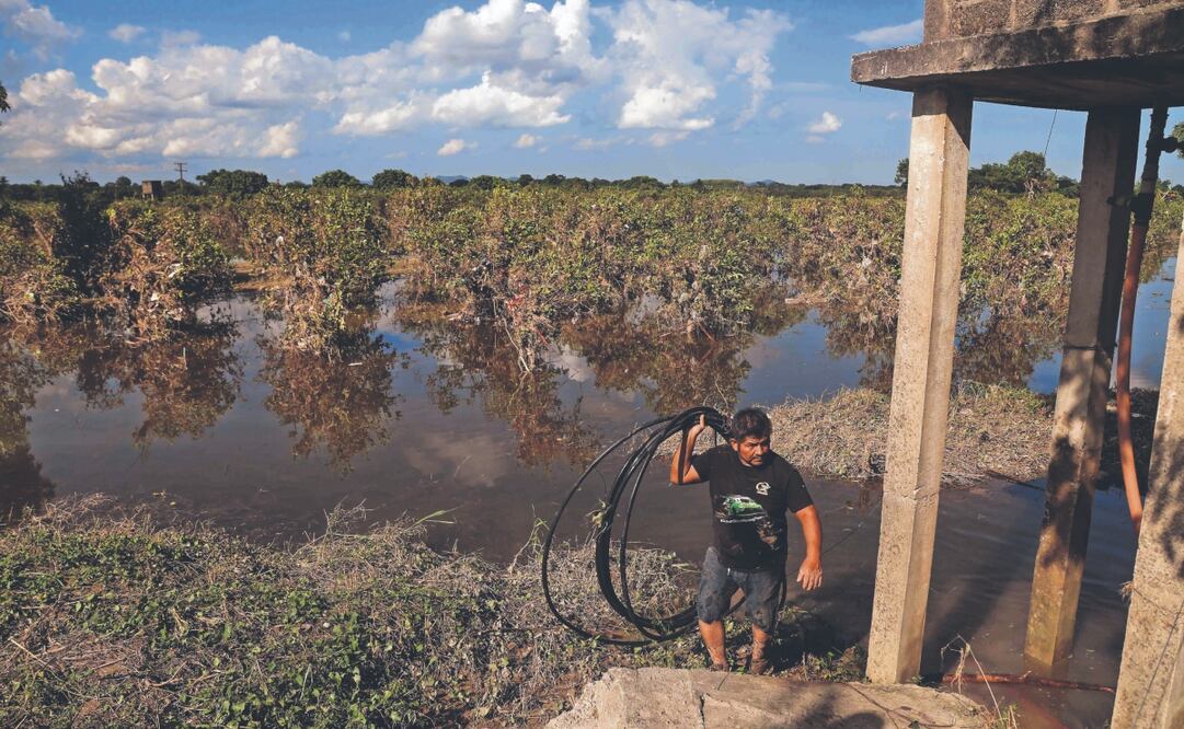 Cientos de árboles de naranja permanecen bajo el agua; los productores suponen que perderán la cosecha de este año. FOTO: DIEGO SIMÓN. EL UNIVERSAL