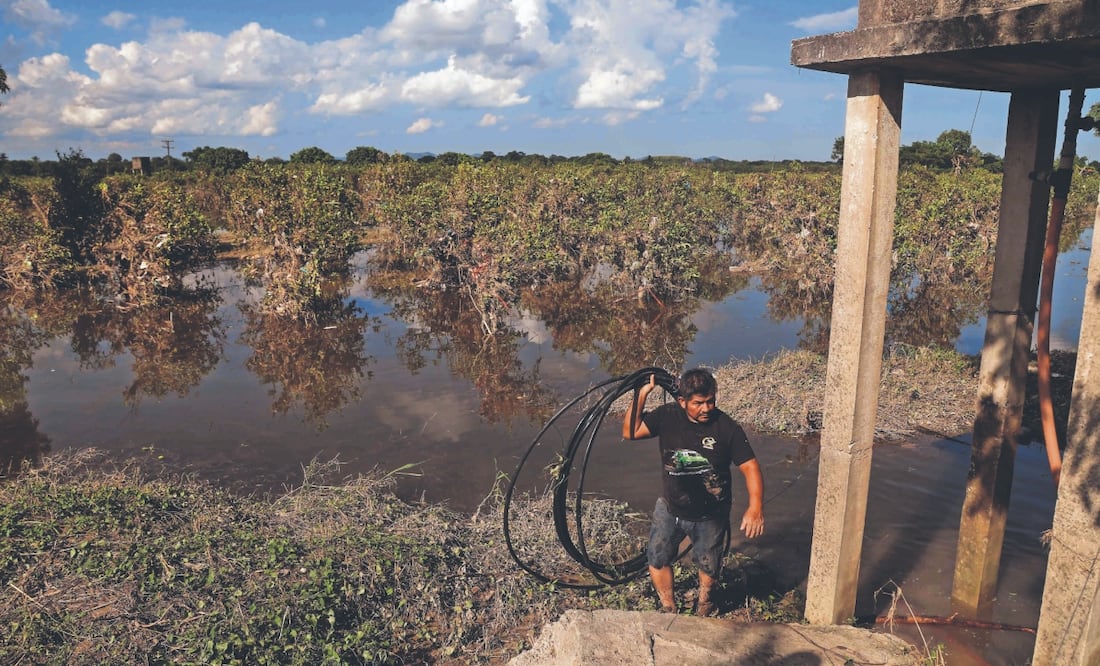 Cientos de árboles de naranja permanecen bajo el agua; los productores suponen que perderán la cosecha de este año. FOTO: DIEGO SIMÓN. EL UNIVERSAL
