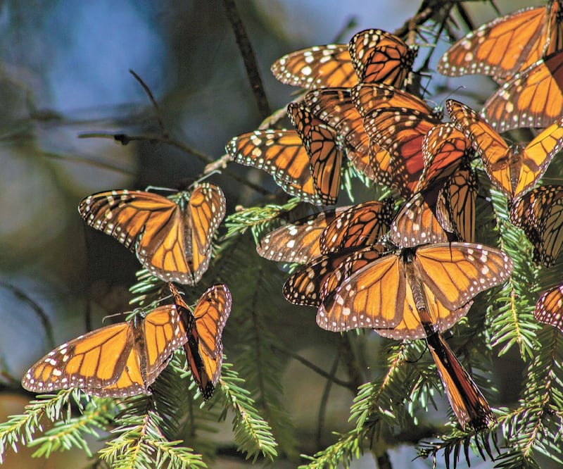 La mariposa monarca estará en santuarios de México durante cinco meses. El acceso al público en general será el próximo 18 de noviembre. Fotos: Charbell Lucio