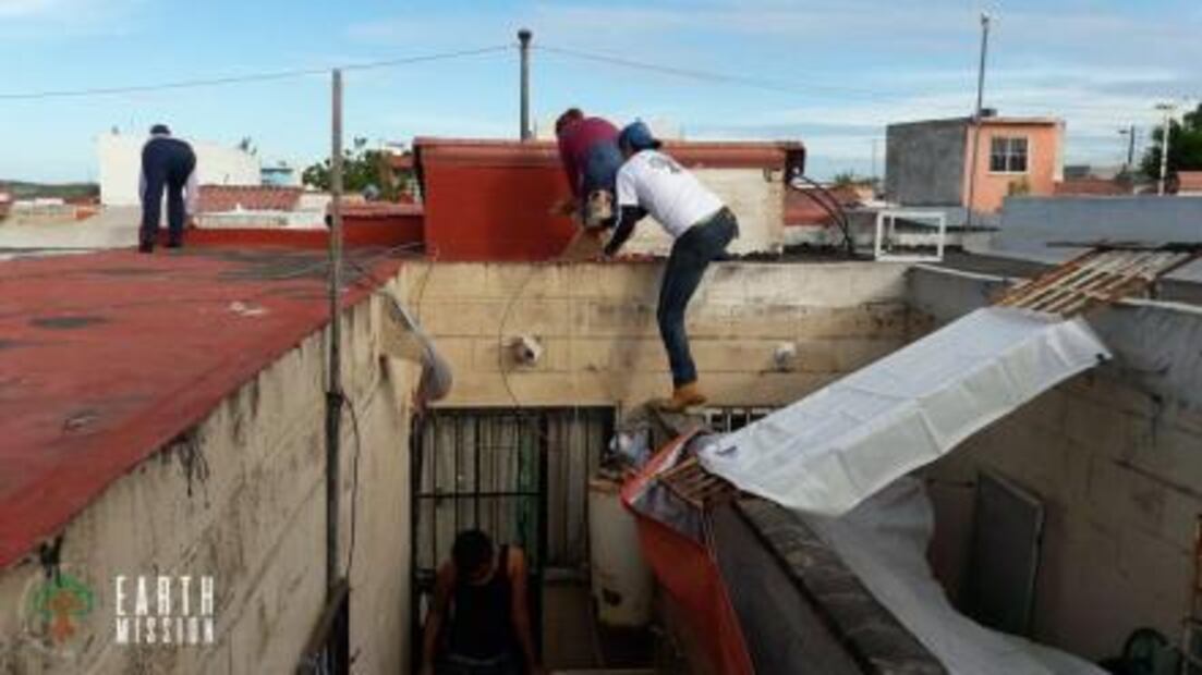 Perros abandonados cometen “canibalismo” en Veracruz