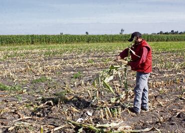 Sequía afecta producción de granos, oleaginosas, hortofrutícolas y caña de azúcar, afirma CNA