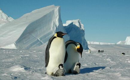 Duerme en un campamento de lujo en la Antártida
