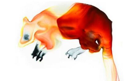 Científicos buscarán 25 especies "perdidas" de animales