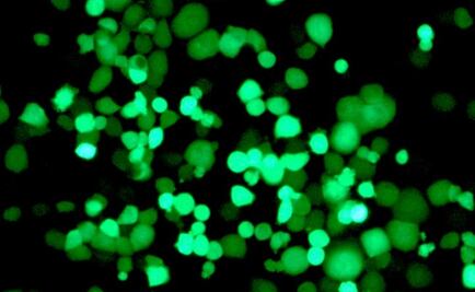 Crean virus que atacan de forma selectiva a las células tumorales