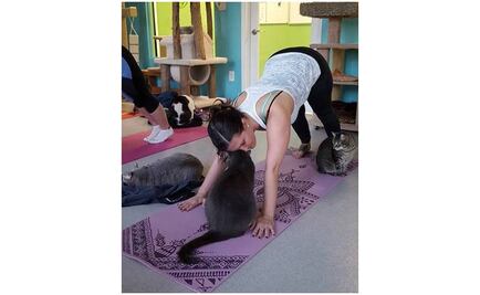 Yoga con gatitos, nueva moda para liberar estrés