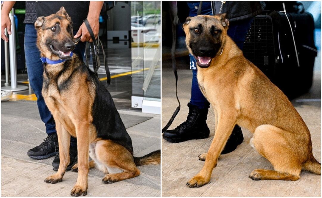 Lupi y Rex, perritos que apoyarán a la seguridad de Campeche. Foto: Embajada de EU