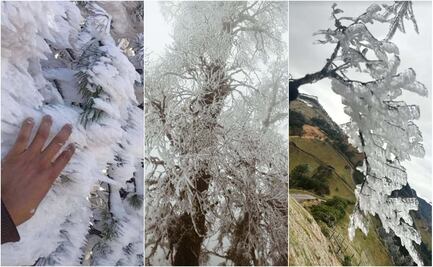 Vientos de casi 100 km y temperaturas de hasta 2 grados bajo cero afectan a Veracruz; reportan caída de árboles