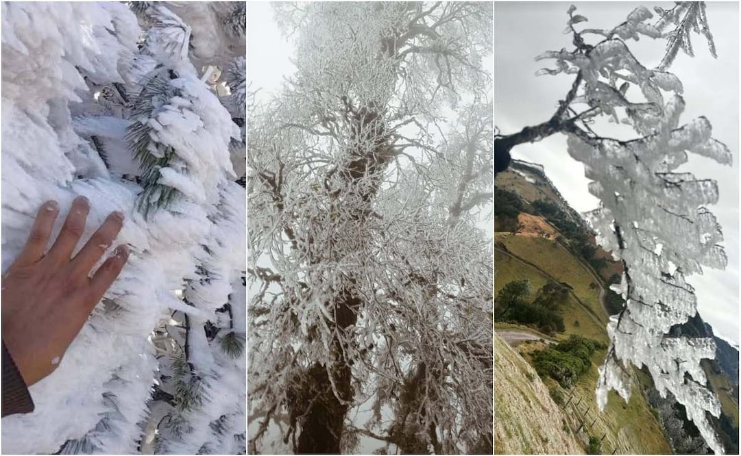 Vientos del norte de casi cien km por hora y temperaturas de hasta -2.0 grados centígrados han afectado en las últimas 24 horas en diversas regiones de Veracruz (31/01/26). Foto: Especial