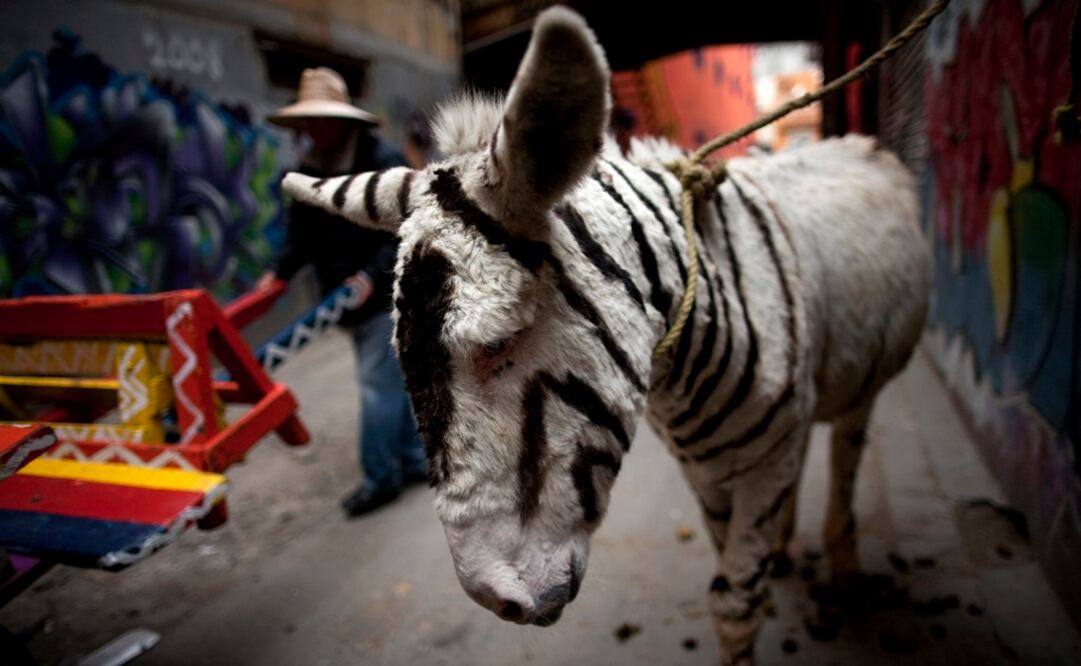 ONG busca desaparecer en Tijuana a “burros-cebra”