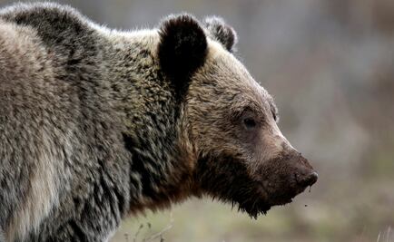 Oso grizzly mata a mamá e hija durante ataque en Canadá 