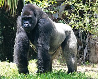 Se siguió protocolo con 'Bantú', dice UNAM