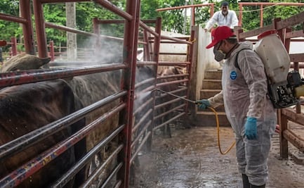 Gusano barrenador sigue imparable en Yucatán; más de 2 mil animales han resultado afectados