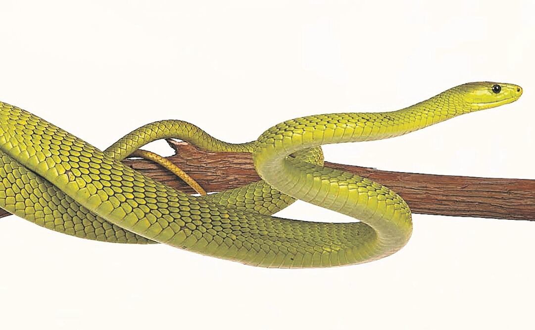 Imagen genérica de una serpiente. Foto: AP, archivo