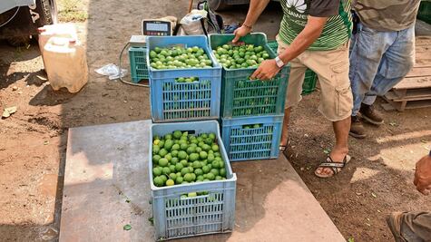 Michoacán: Detienen a “La Peggy”, encargado de cobrar extorsión a limoneros para Los Viagras