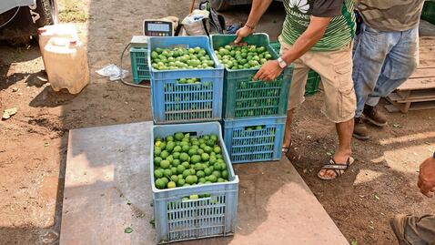 Michoacán: Detienen a “La Peggy”, encargado de cobrar extorsión a limoneros para Los Viagras