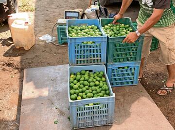 Michoacán: Detienen a “La Peggy”, encargado de cobrar extorsión a limoneros para Los Viagras