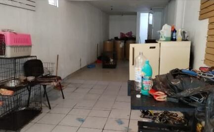 Aseguran local con cadáveres de animales destazados en SLP; descartan venta de carne para tacos