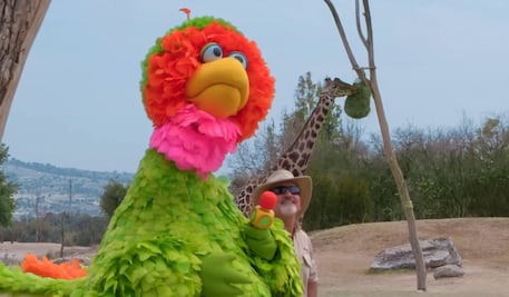 VIDEO: Así fue el encuentro entre la Jirafa "Benito" y Abelardo de “Plaza Sésamo” en Africam Safari