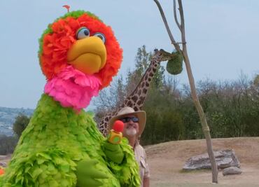 VIDEO: Así fue el encuentro entre la Jirafa "Benito" y Abelardo de “Plaza Sésamo” en Africam Safari