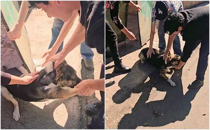 Refugio de animales realiza rescate de perrita en Navidad; caso se vuelve viral