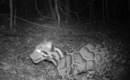 Avistan en Tailandia una pantera nebulosa, especie en riesgo de extinción