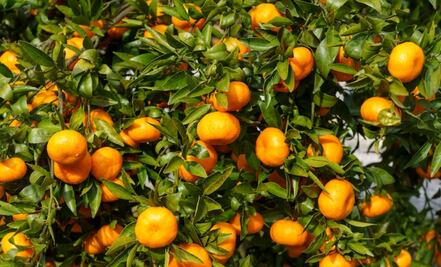 Temporada de mandarina: 5 beneficios que le aporta a tu cuerpo en otoño