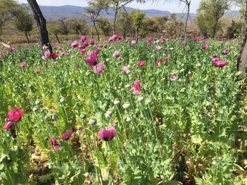 PF destruye 10 plantíos de amapola y marihuana en Nayarit