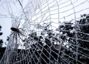 New Chilean recluse spider species identified