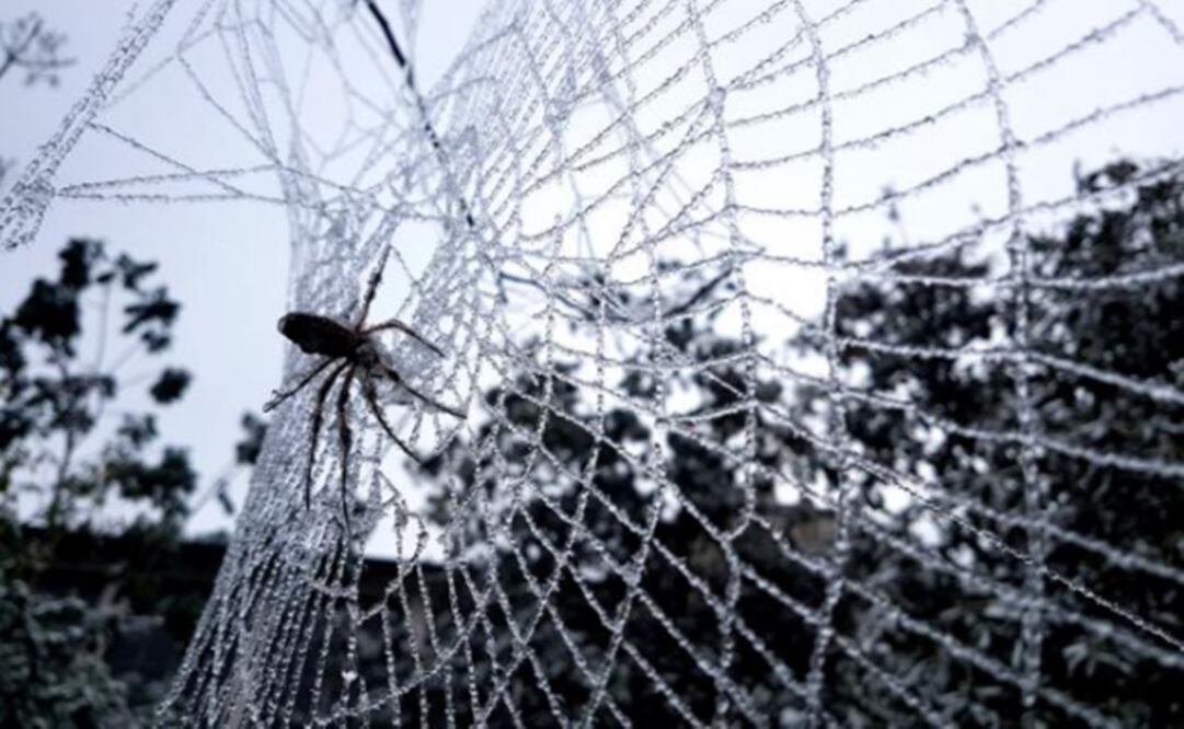 Chilean recluse spider- Photo: Featured photography