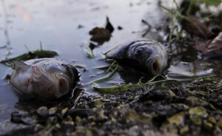 Grupo México spills sulfuric acid into the sea 