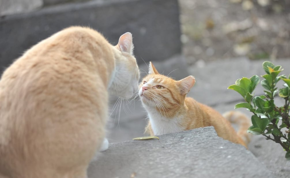 Llevan a cabo la primera edición del Festival Gatotitlan (18/02/2025). Foto: Especial