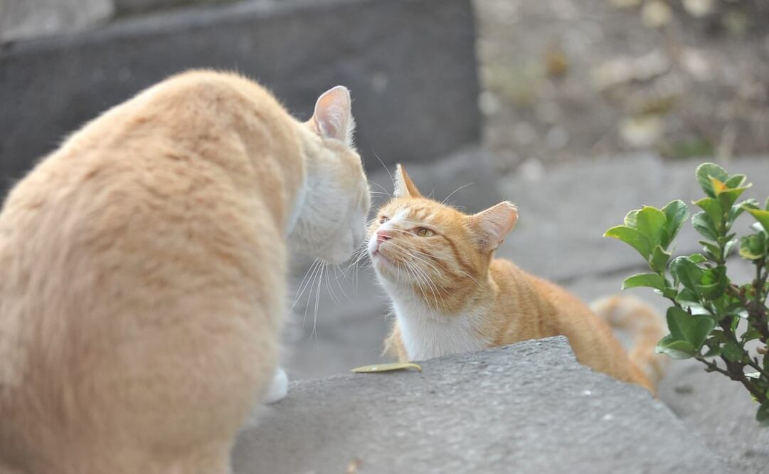 Llevan a cabo la primera edición del Festival Gatotitlan (18/02/2025). Foto: Especial