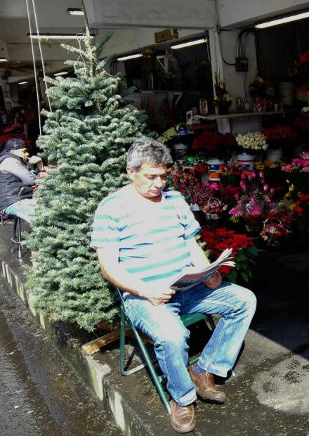 El árbol pagano que conquistó la Navidad