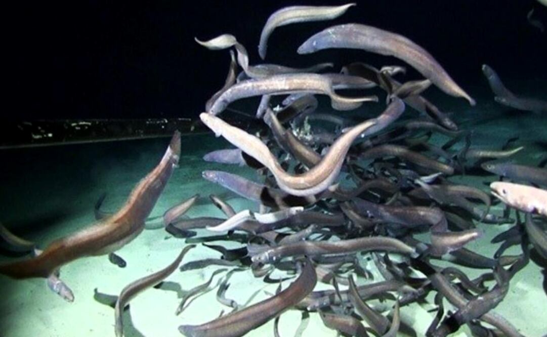 Foto: DRAZEN LAB/UH MANOA; DEEP CCZ EXP