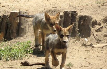 Zoológico de San Juan de Aragón celebra su 58 aniversario