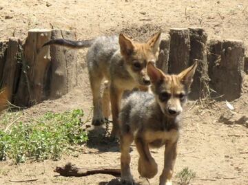 Zoológico de San Juan de Aragón celebra su 58 aniversario