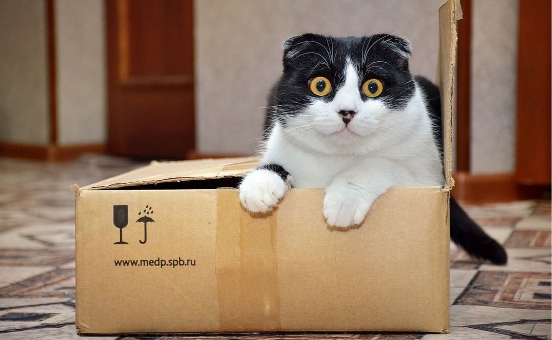 Gato. Fuente: Pixabay