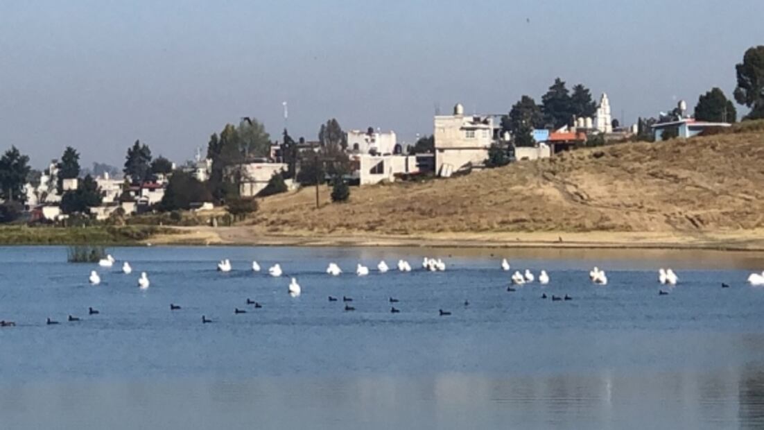 Arriban pelícanos a la presa alzate en Toluca