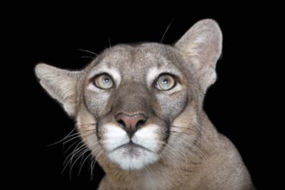 Con muestra fotográfica buscan crear conciencia 