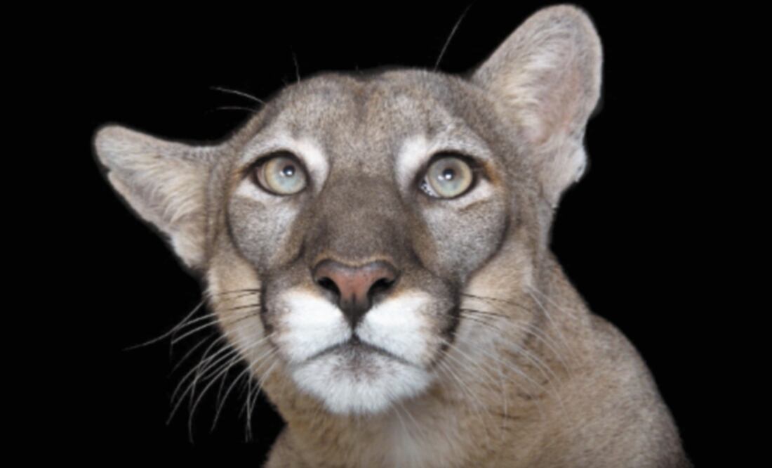 La exposición de casi 50 imágenes, se mantendrá abierta al público en Barrio Santa Fe. / NATIONAL GEOGRAPHIC