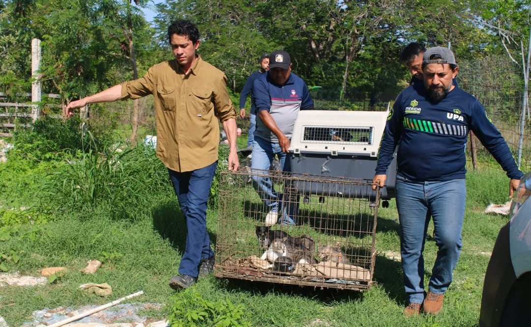 Rescatan a 40 animales en un predio de Yucatán; se encontraban en condiciones críticas. | Foto: Especial