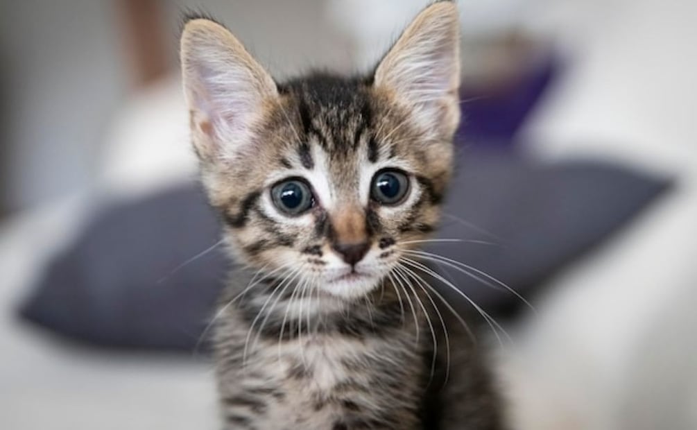 La respiración abdominal en gatos no debe ignorarse. Fuente: Freepik.