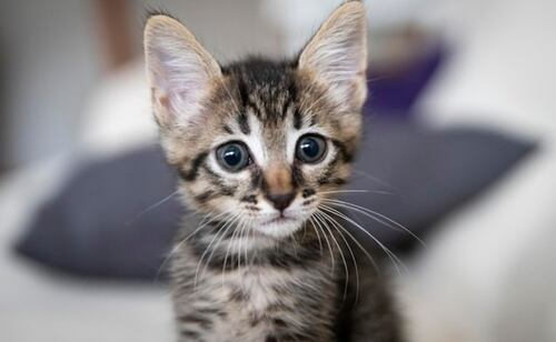 La respiración abdominal en gatos no debe ignorarse. Fuente: Freepik.