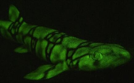 Estas moléculas tornan biofluorescentes a tiburones